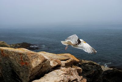 Bird flying over sea against sky