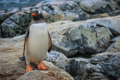 Close up of bird perching on rock