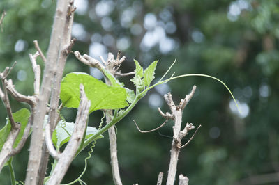 Close-up of leaves on tree trunk