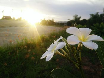 Close-up of white flowers blooming in field