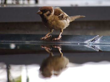 Close-up of sparrow bird perching near water