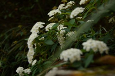 Close-up of white flowers