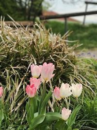 Close-up of pink flowers