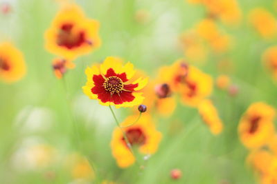 Close-up of orange flowering plant