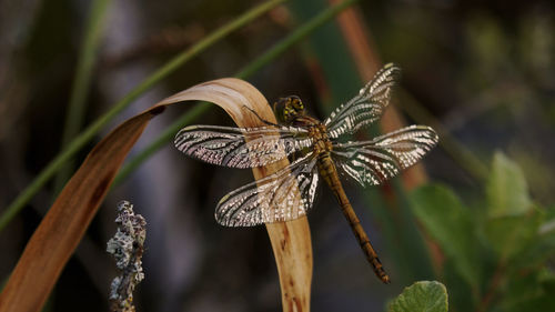 Close-up of butterfly on leaf