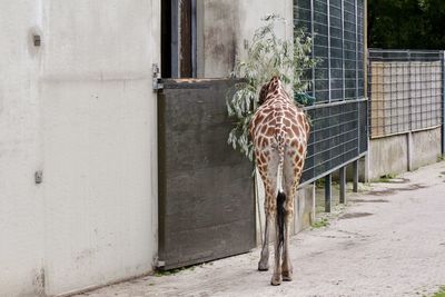 View of horse in zoo