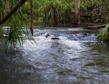 Scenic view of river flowing in forest