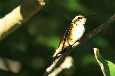 Close-up of bird perching on branch