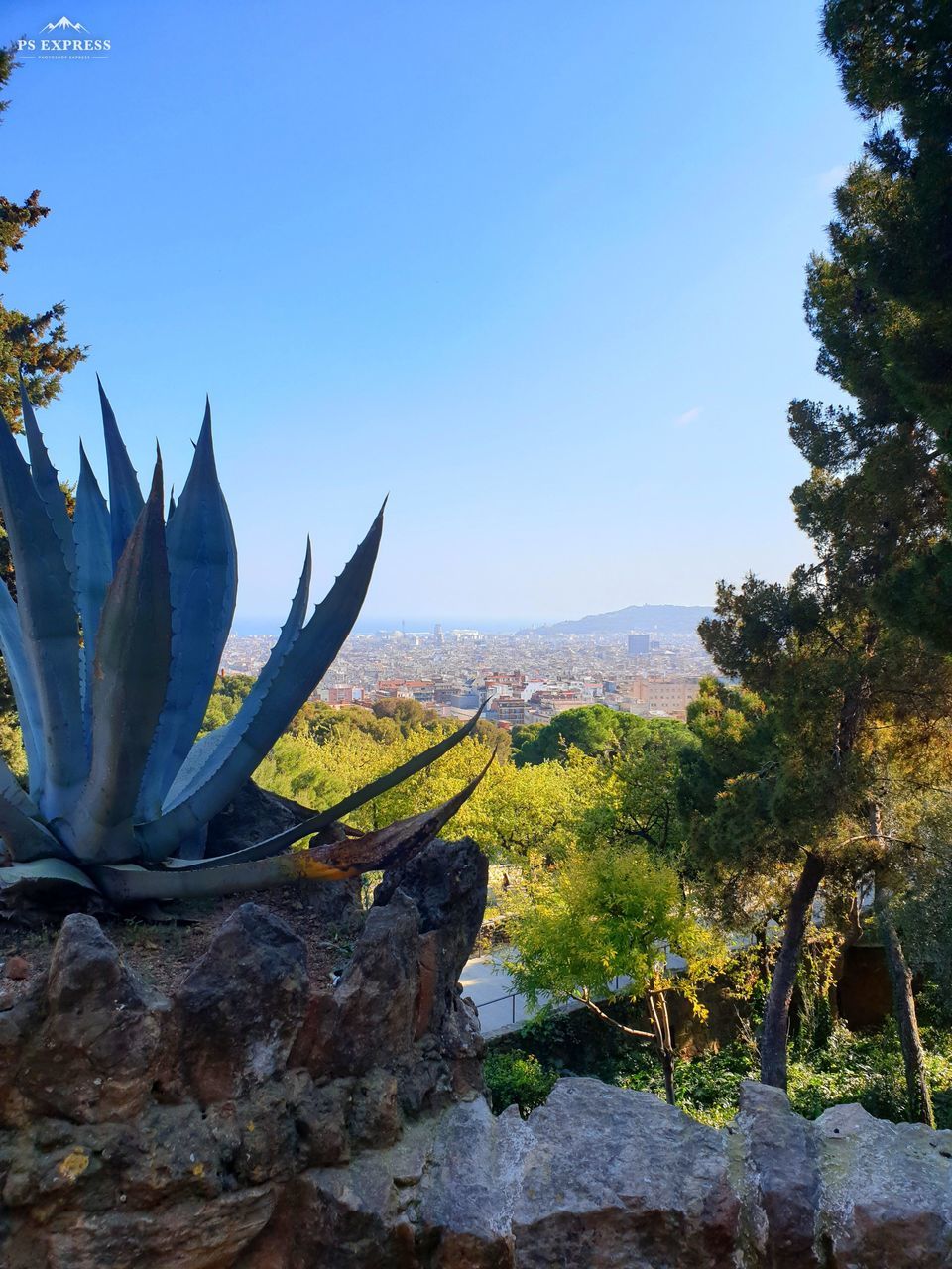 CACTUS PLANTS AGAINST ROCKS AND BLUE SKY