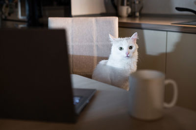 Close-up of cat sitting in office