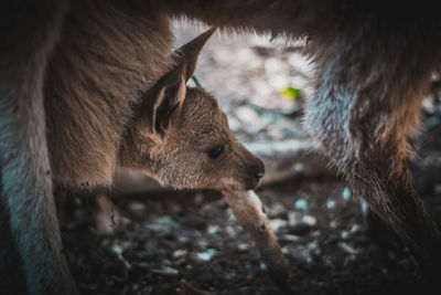 Low section of kangaroo with infant