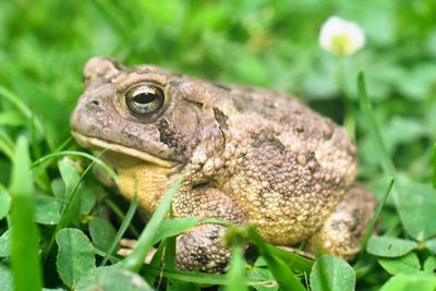 Close-up of toad on plant