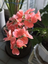 Close-up of pink flowers blooming outdoors