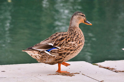 Close-up of duck on lake