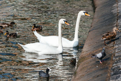 Swans in lake