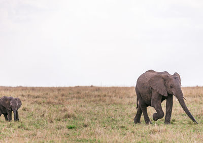 Elephant in a field