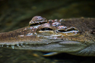 Close-up of turtle in sea