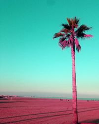 Palm tree on beach against clear sky