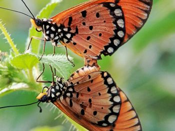 Close-up of butterfly mating