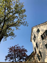 Low angle view of tree against sky