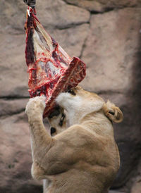 Close-up of a lion eating