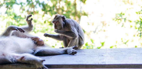 Monkeys sitting on wood