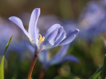 Close-up of purple crocus flower