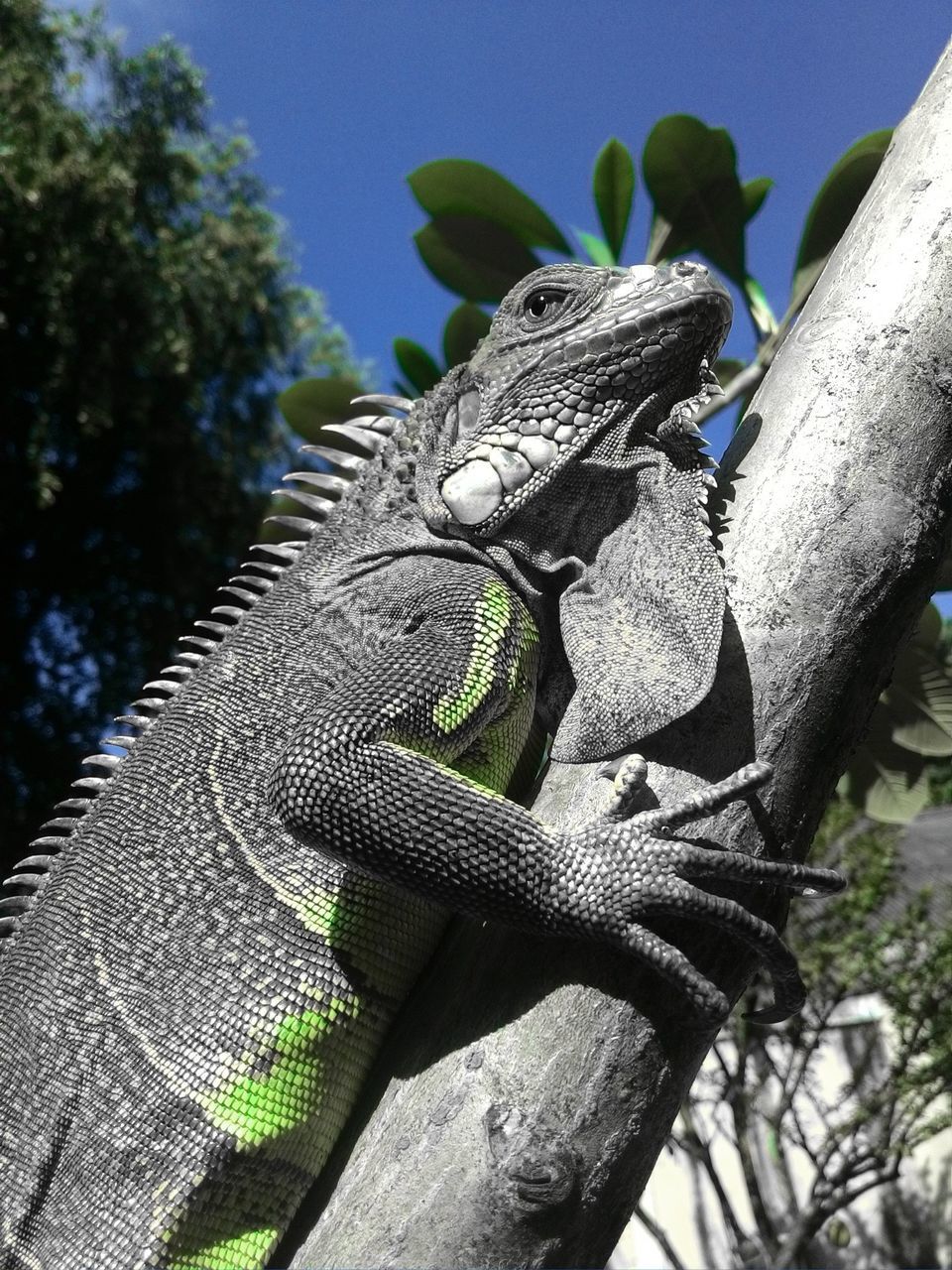 animal themes, reptile, animal, animal wildlife, vertebrate, lizard, animals in the wild, one animal, plant, tree, nature, no people, iguana, day, focus on foreground, animal body part, close-up, branch, outdoors, low angle view, animal head, animal scale