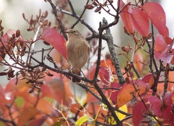 Close-up of bird perching on twig