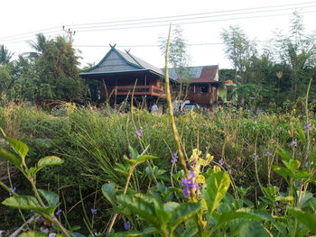 Plants growing on field against building