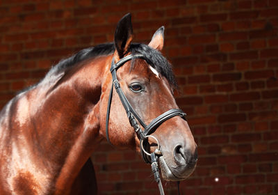 Close-up of a horse