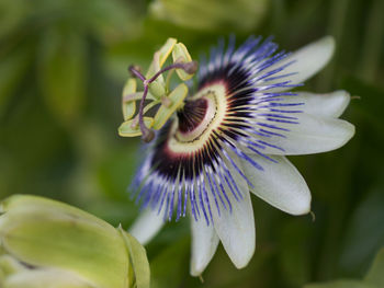 Close-up of purple flowering plant