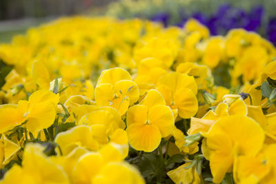 Close-up of yellow flowers blooming in field