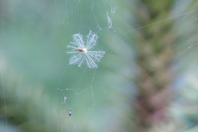 Close-up of spider web on plant