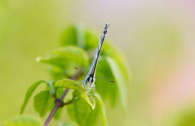 Close-up of insect on leaf