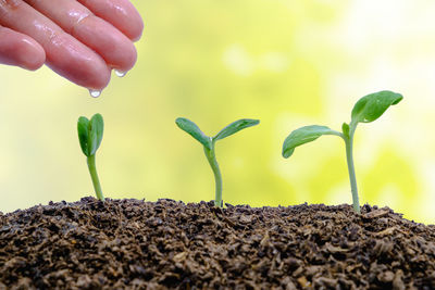 Cropped hand watering plant