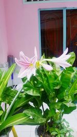 Close-up of purple flowering plant by window