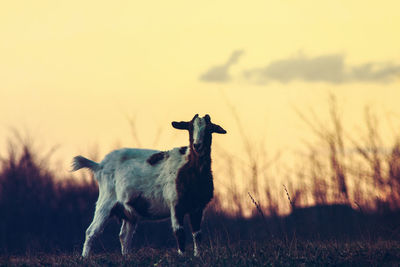 Goat standing on field against sky during sunset