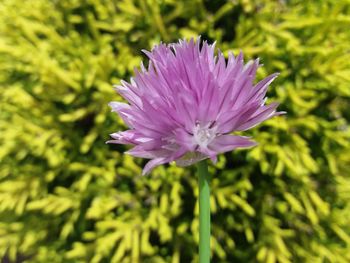 Close-up of flower blooming outdoors