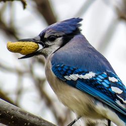 Close-up of bird perching outdoors