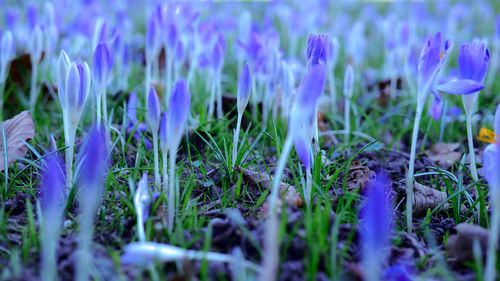 Close-up of purple crocus blooming on field