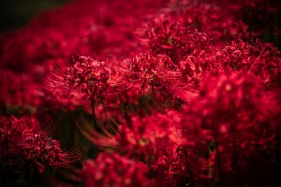 Close-up of red flowering plant