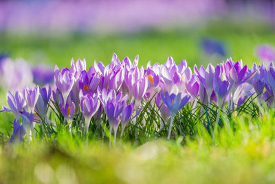 Close-up of purple crocus flowers on field