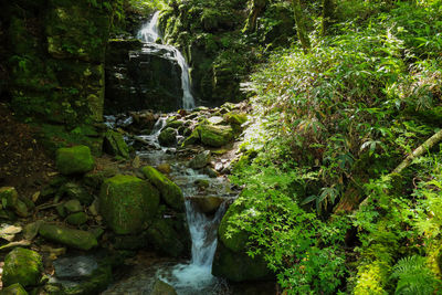 Scenic view of waterfall in forest