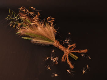 Close-up of dry plant against black background