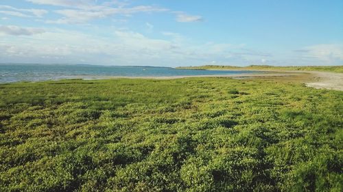 Scenic view of grassy field by sea against sky