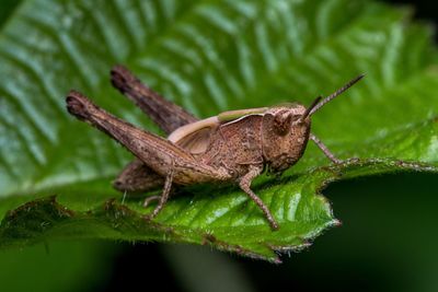 Piccola e strana cavalletta marrone. small and strange brown grasshopper.