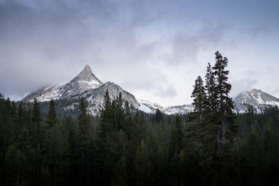 Pine trees on snowcapped mountains against sky