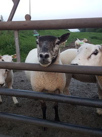 Portrait of sheep in pen