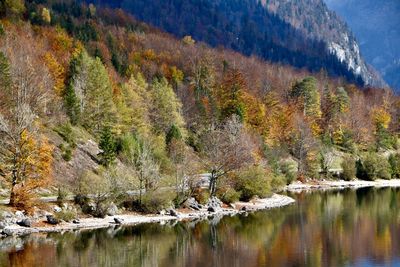 Scenic view of lake in forest